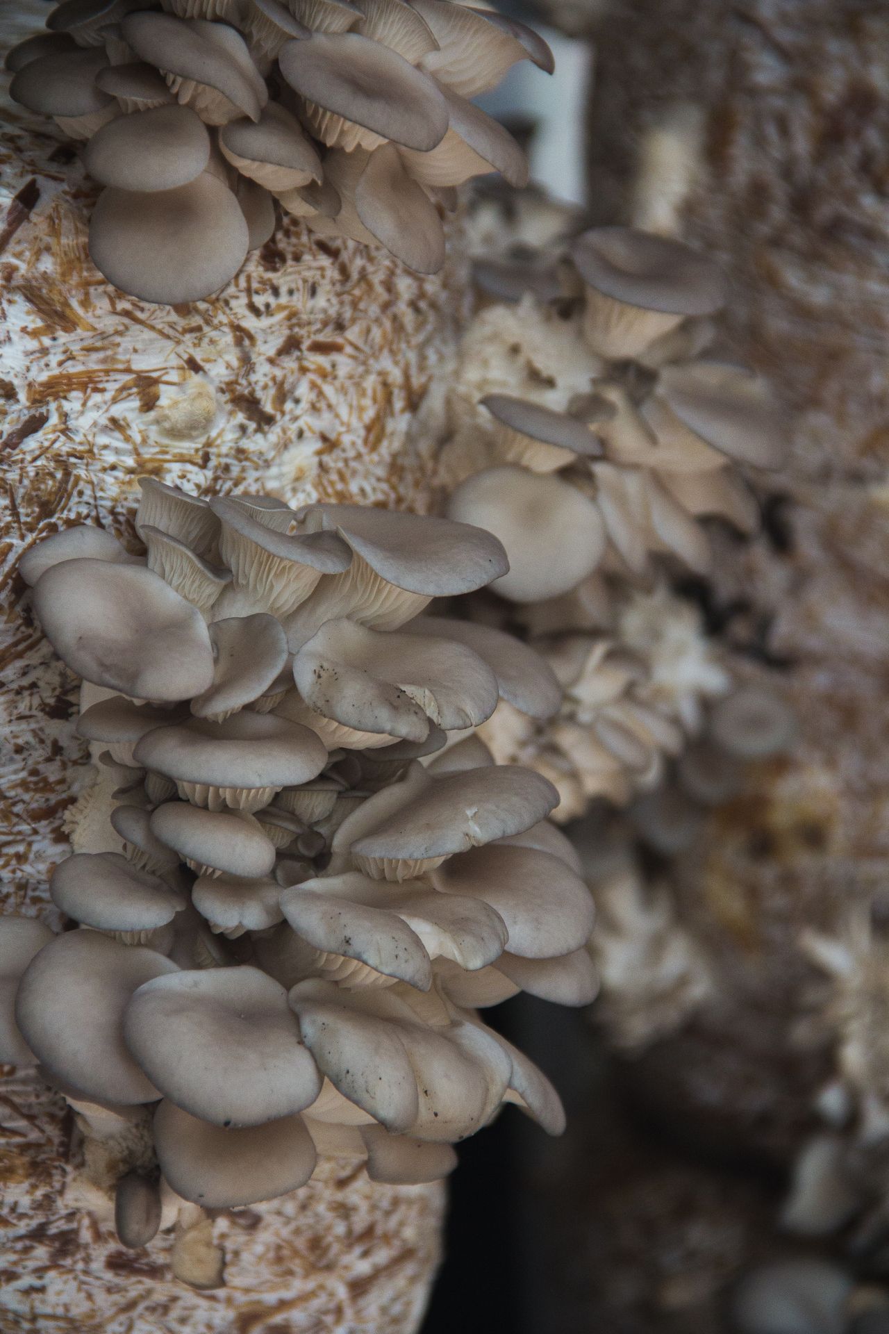 Cluster of grey oyster mushrooms fruiting from a pale straw substrate block
